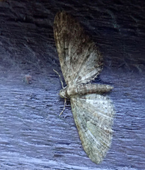 Eupithecia vulgata