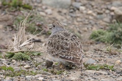 Thinocorus rumicivorus