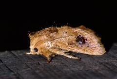 Squamosa ocellata