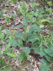 Solidago hispida hispida