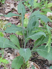 Solidago hispida hispida