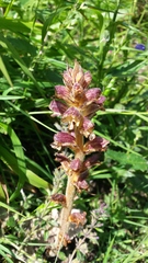 Orobanche reticulata