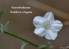Seddera virgata