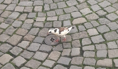 Columba livia domestica