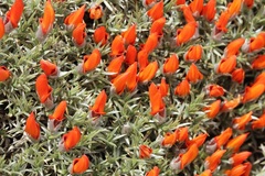 Anarthrophyllum desideratum