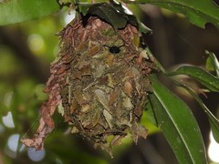 Calligaster himalayensis