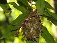 Calligaster himalayensis