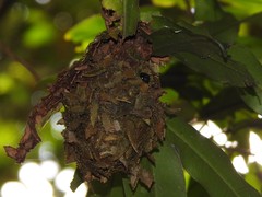 Calligaster himalayensis