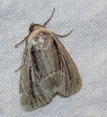 Sympistis badistriga