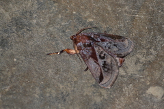 Hyblaeidae
