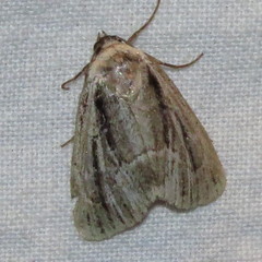 Sympistis badistriga