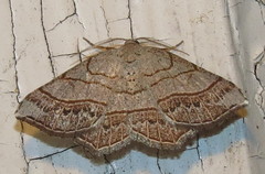 Eumacaria madopata