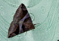 Bastilla arcuata