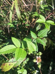 Rubus probus