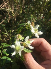 Rubus probus