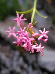 Centranthus lecoqii