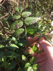 Rubus probus