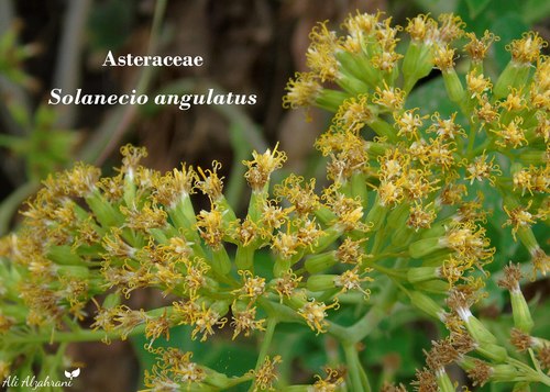 Solanecio angulatus