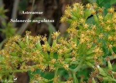 Solanecio angulatus
