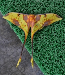 Actias maenas