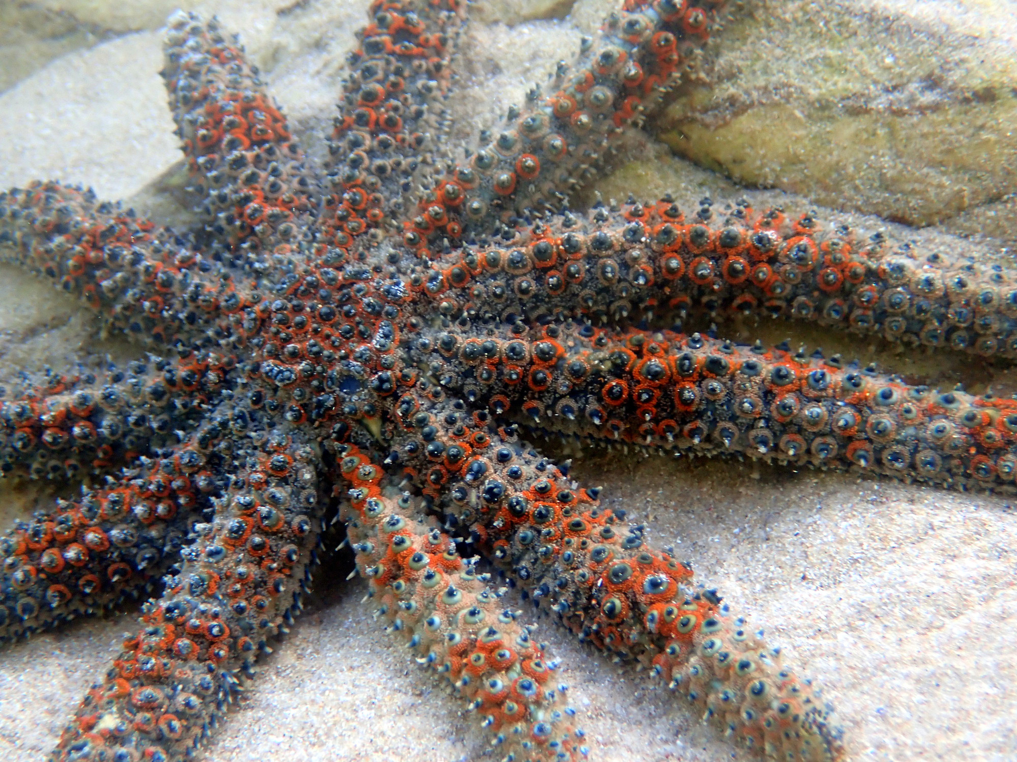 Eleven-armed Sea Star (Coscinasterias muricata) · iNaturalist Canada