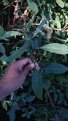 Hygrophila