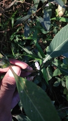 Hygrophila