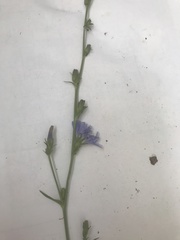 Cichorium intybus