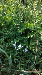 Lobelia chinensis