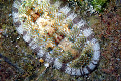 Ischnochiton thomasi