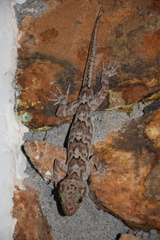 Cyrtodactylus soba