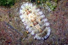 Ischnochiton thomasi