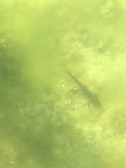 Ichthyosaura alpestris