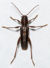 Xylotrechus sagittatus