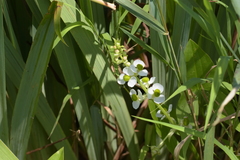 Sagittaria brevirostra