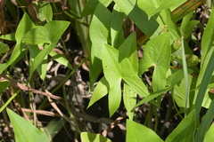 Sagittaria brevirostra