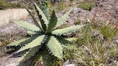 Agave xylonacantha