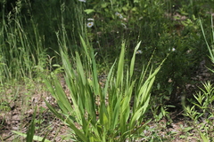 Dichanthelium xanthophysum