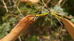 Chinavia marginata