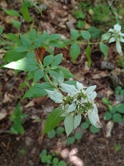 Pycnanthemum albescens