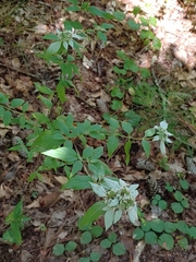 Pycnanthemum albescens
