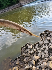 Lepisosteus platostomus