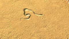Coelognathus helena