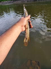Lepisosteus platostomus