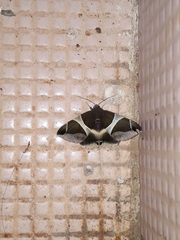 Bastilla crameri
