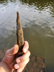 Lepisosteus platostomus