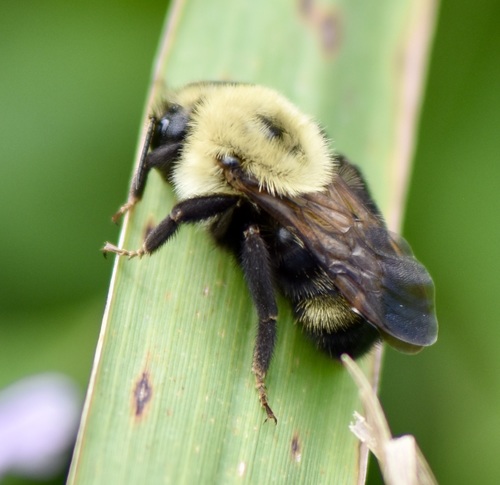 Lemon Cuckoo Bumble Bee