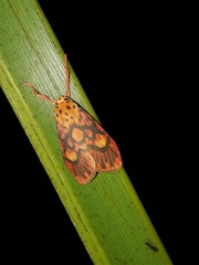 Ammatho cuneonotatus