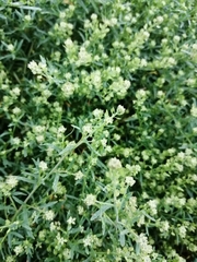Lepidium apetalum