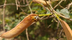 Chinavia marginata